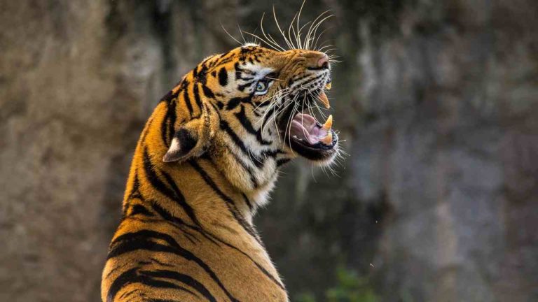 “Pelle e Ossa”: il report del WWF sul traffico illegale delle tigri