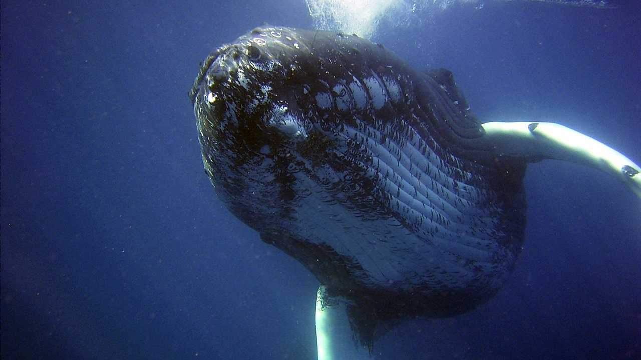 balene plastica mare