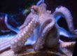 Calamari, polpi e la loro intelligenza