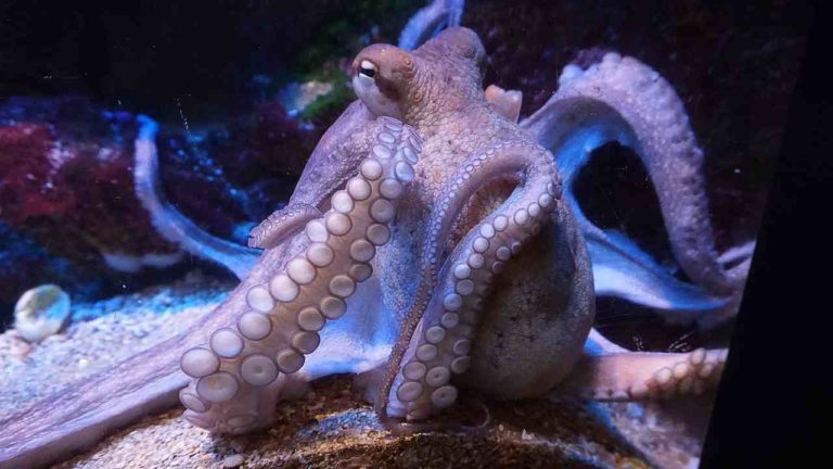 Cefalopodi: perché polpi e calamari sono intelligenti?