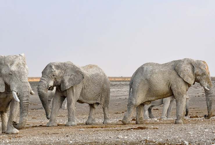 elefanti siccità