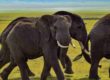 elefanti svenuti e ubriachi trovati in India