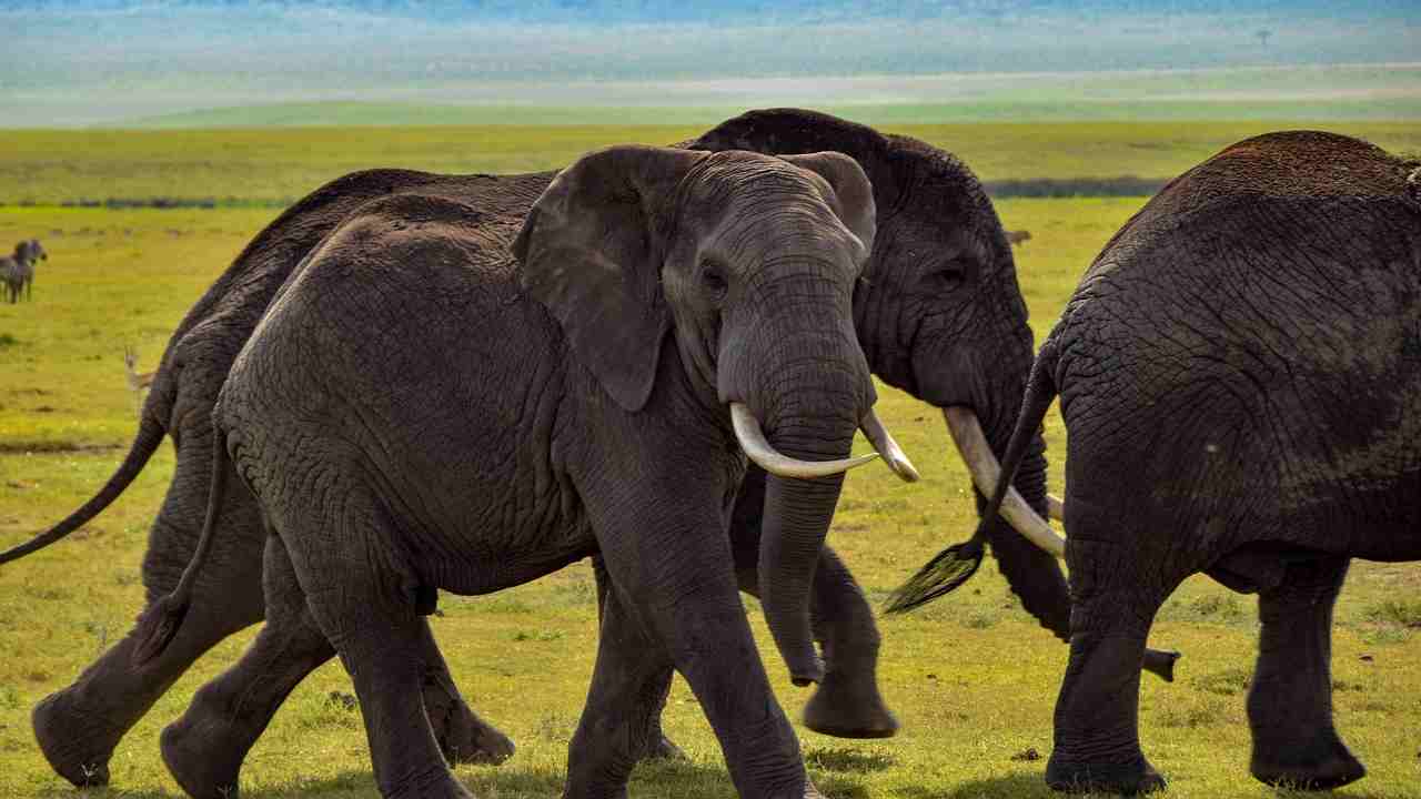 elefanti ubriachi India