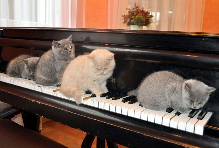 gatti musica pianoforte