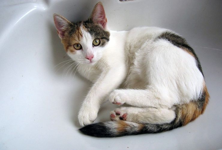 gatto bagno lavandino