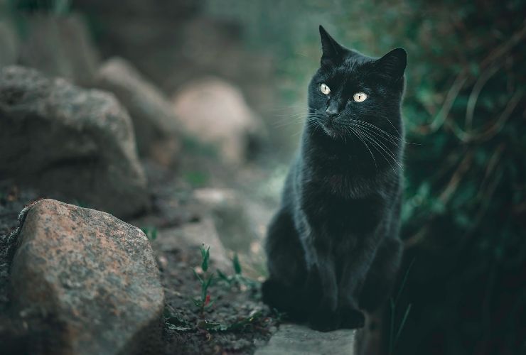 gatto nero incidenti strada