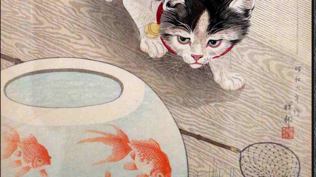 gatto pesce rosso convivenza