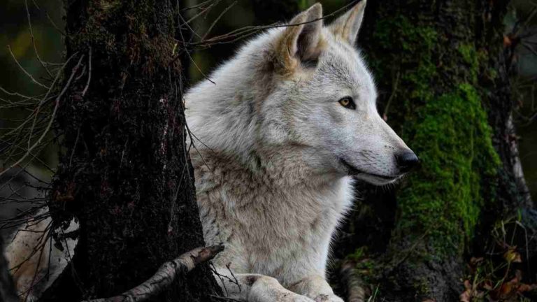 WWF contro la scelta di ridurre la protezione ai lupi