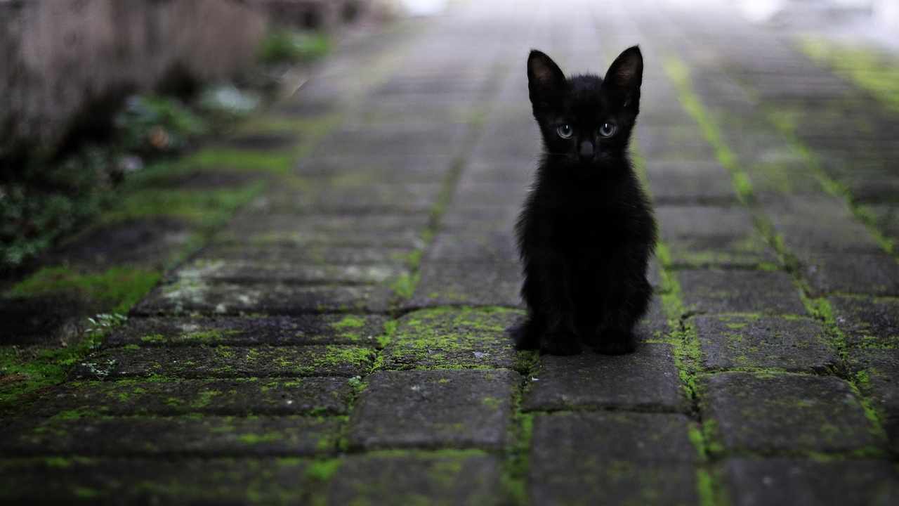 Mi fa un Baffo il Gatto Nero festival per tutti gli animali
