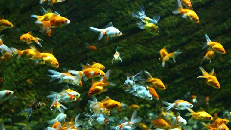 Anche i pesci possono prendere i pidocchi: sintomi e come curarli