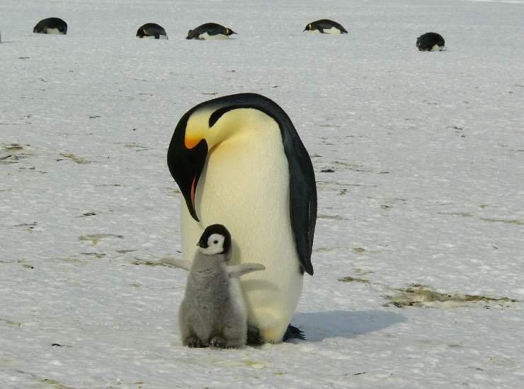 Due esemplari di Pinguino Imperatore