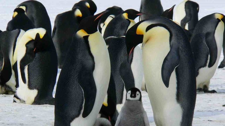 Pinguino Imperatore ora specie protetta: ad “esultare” anche un divo di Hollywood