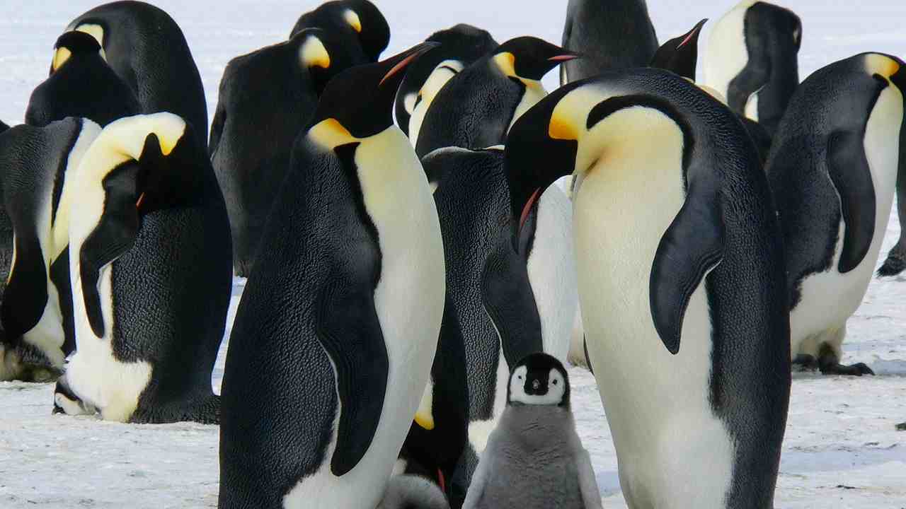 Pinguino Imperatore specie protetta