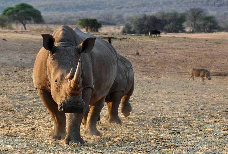 rinoceronte caccia evoluzione