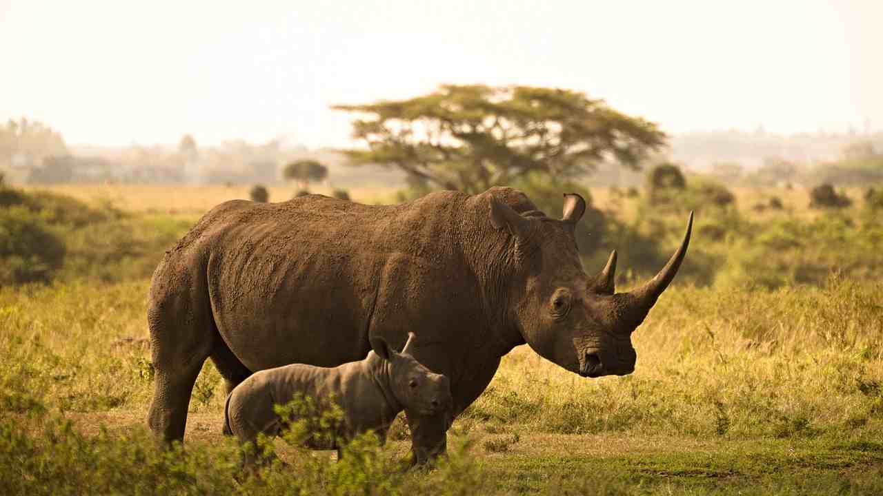 rinoceronte corno caccia