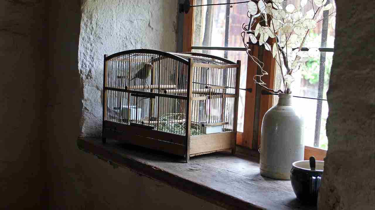 rischi per chi detiene uccelli in gabbia
