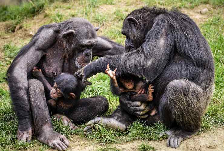 scimpanzé comportamento gruppo