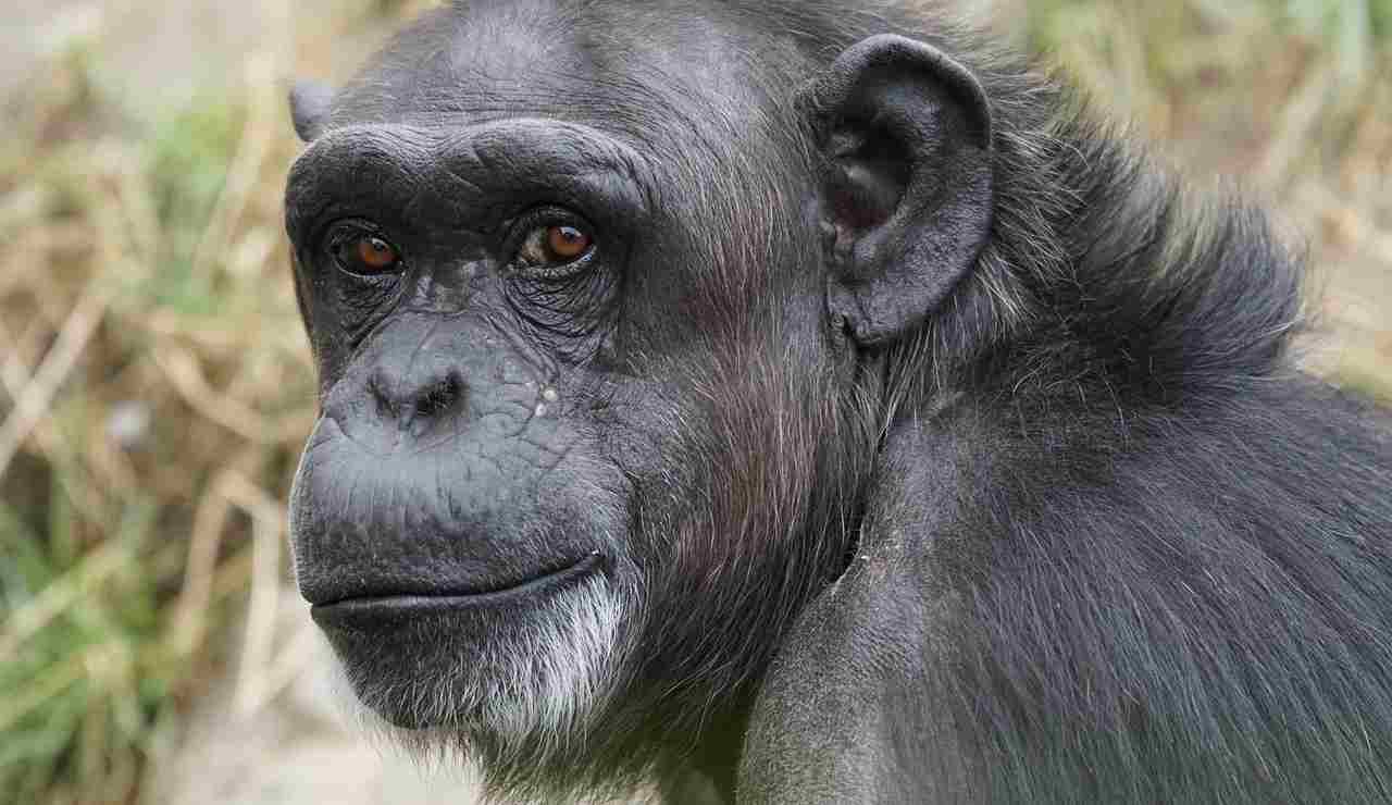 scimpanzé comportamento uomo