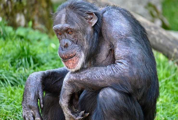 scimpanzé uomo