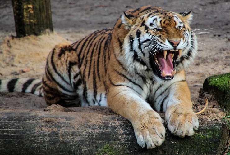 tigre sequestri