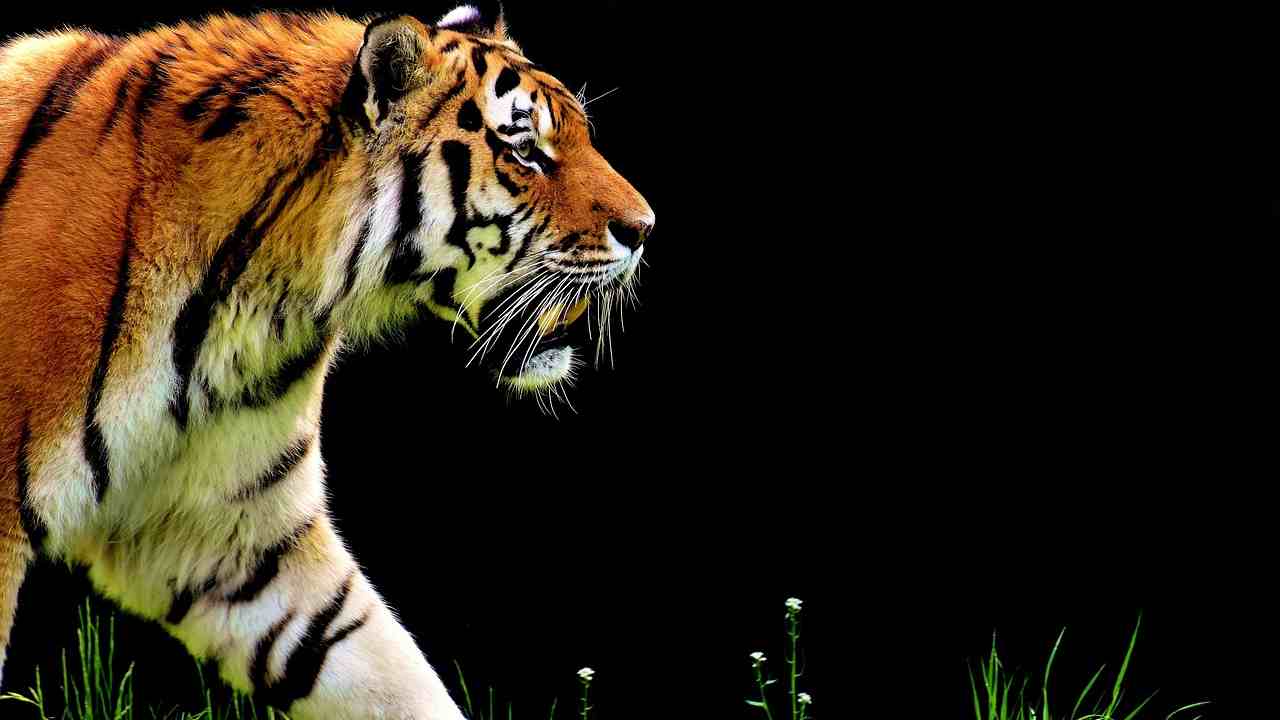 tigre sequestri rischio estinzione