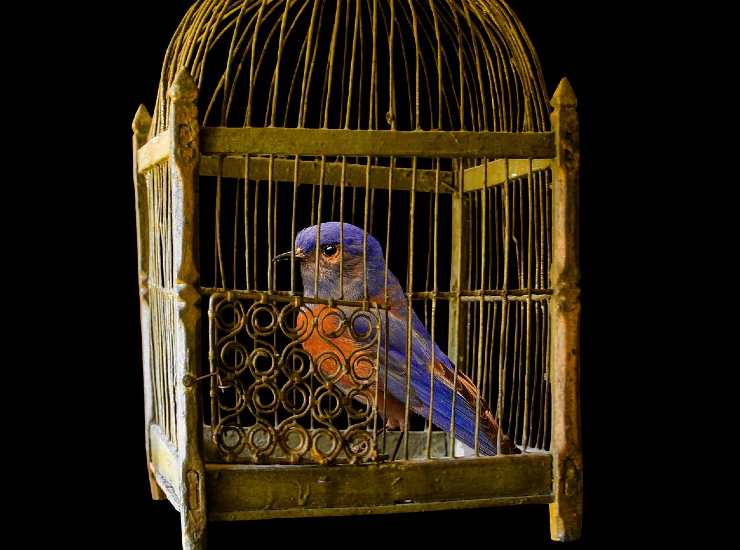 Esemplare di uccello in gabbia