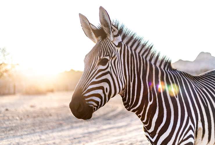 zebra siccità