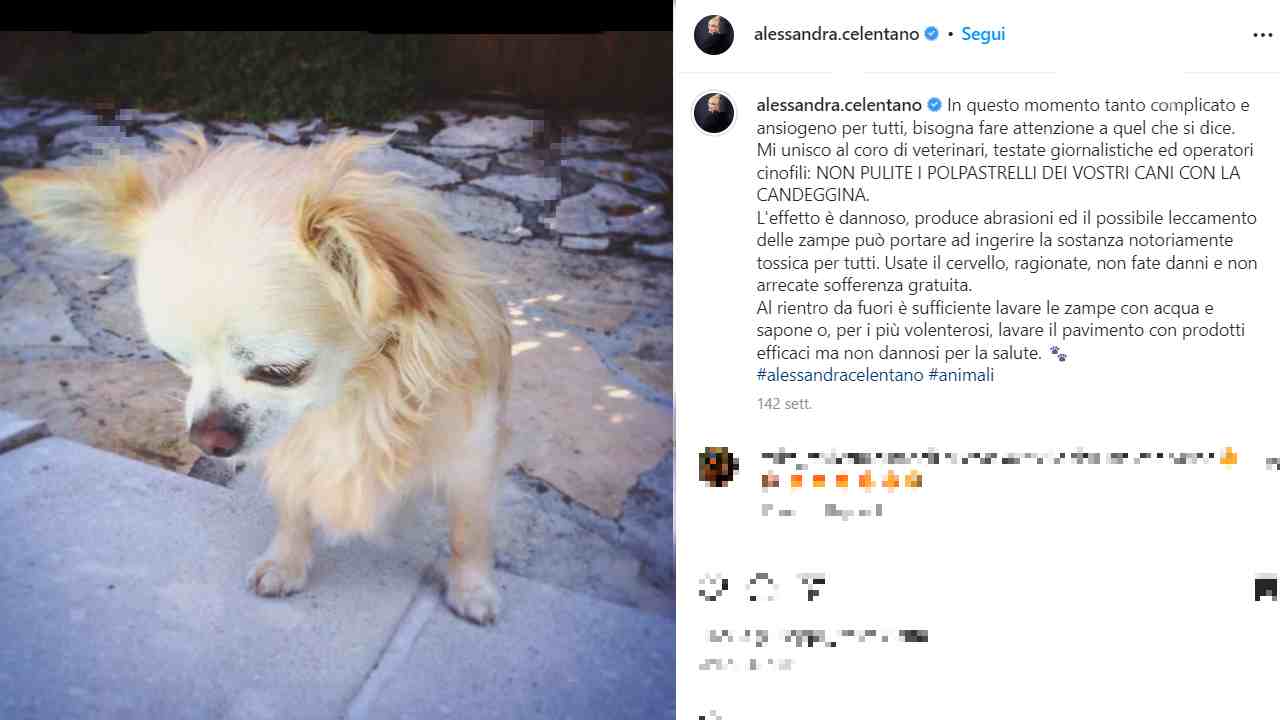 Uno dei cani di Alessandra Celentano (Credits: Alessandra Celentano/ Instagram) - Velvetpets