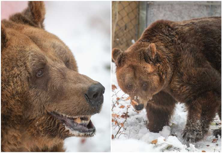 L'orso Mark e il suo primo contatto con la neve