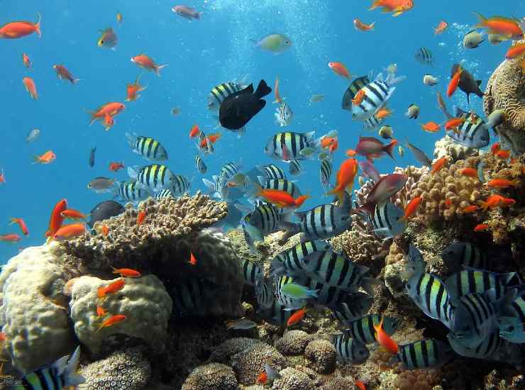 Barriera corallina, biodiversità marina
