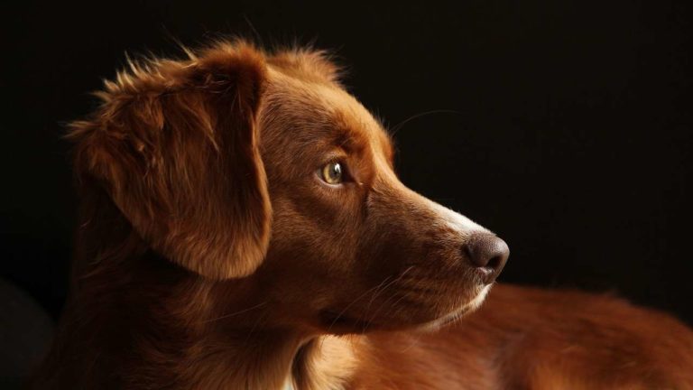 Dall’Ucraina a Roma: Calendario dell’Avvento per aiutare 24 cani salvati dalla guerra