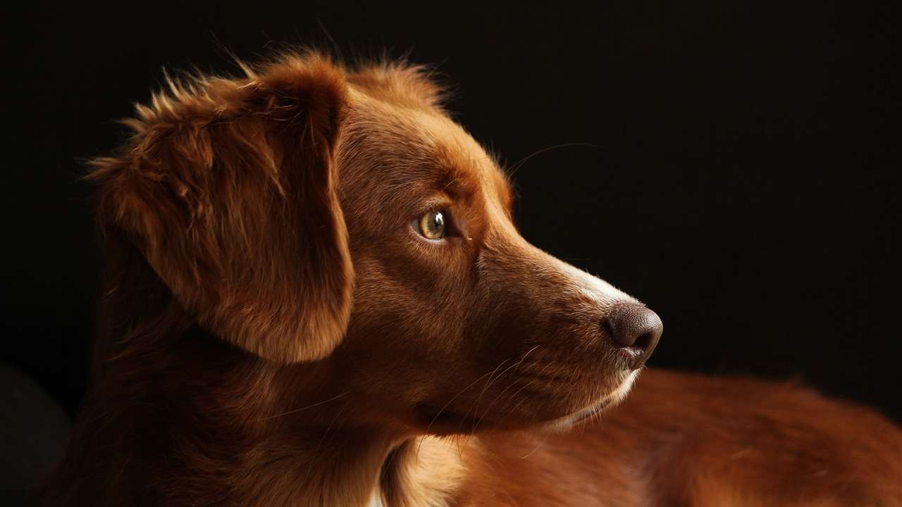 calendario dell'Avvento per i cani dall'Ucraina