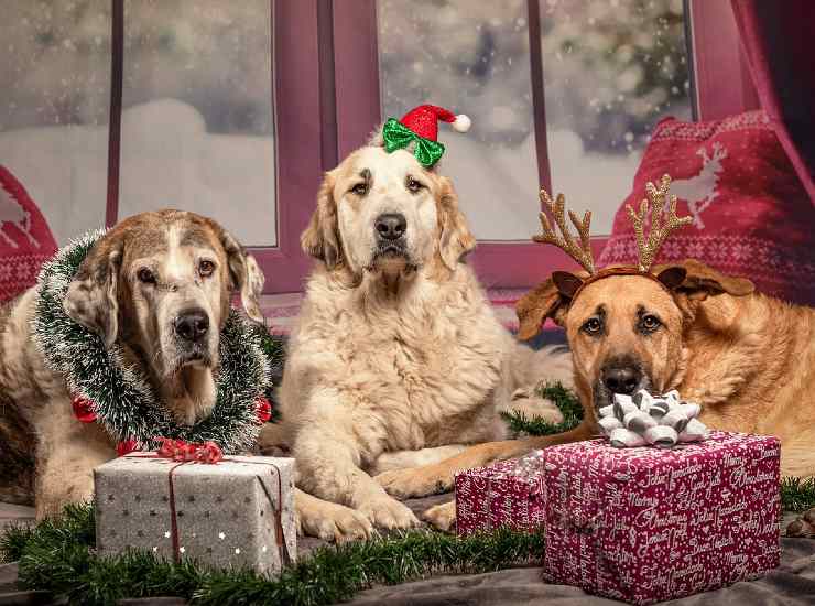 Cani e regali di Natale