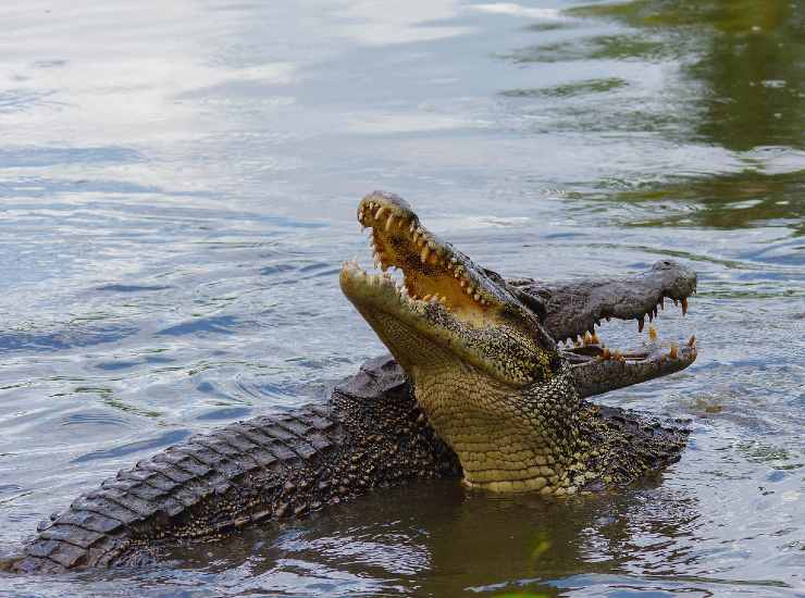 Coccodrilli spostati dal santuario in India