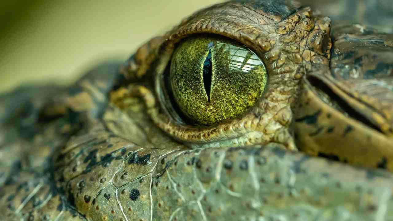 1000 coccodrilli in viaggio dall'India
