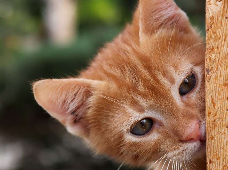 Gatti rossi: perché sono speciali? - Velvet Pets