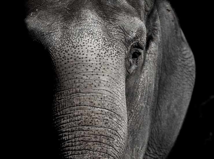 Elefante primo piano