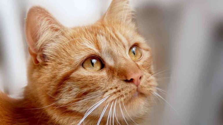 Gatti rossi: perché sono speciali?