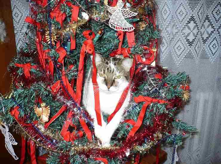 Gatto arrampicato in un Albero di Natale