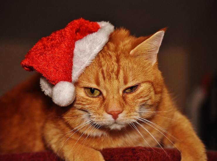 Gatto con un cappello di Babbo Natale