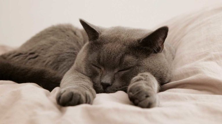 Come dorme il tuo gatto? Ecco cosa sapere per salvargli la vita