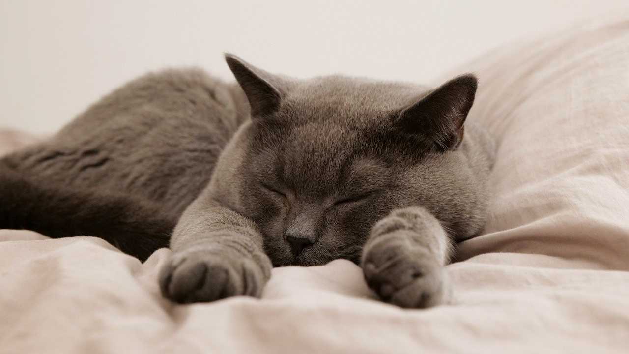Posizione in cui dorme un gatto