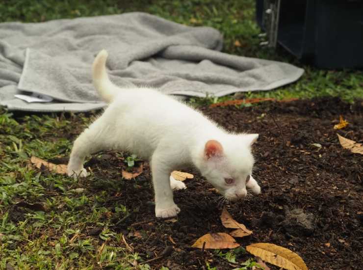 Cucciolo di gattopardo albino