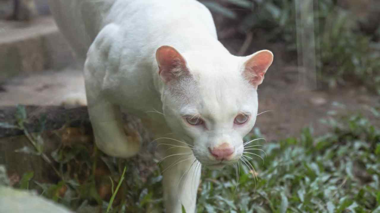 Gattopardo americano albino