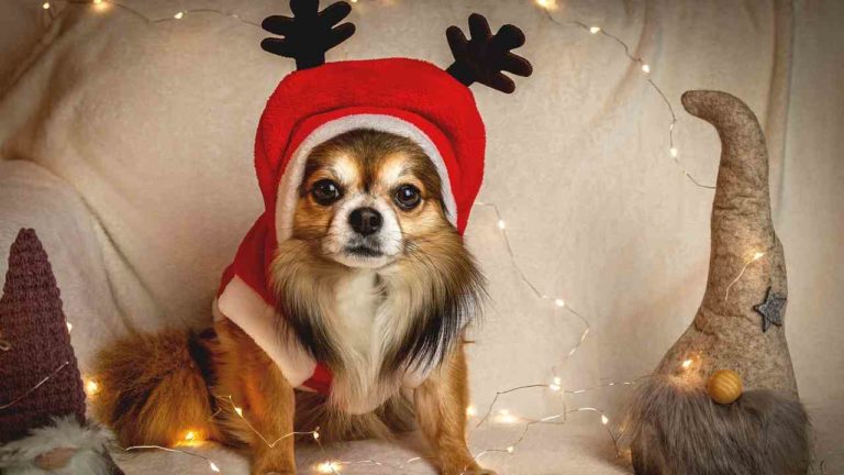 Giochi per cani da regalare a Natale: ottimi per i denti