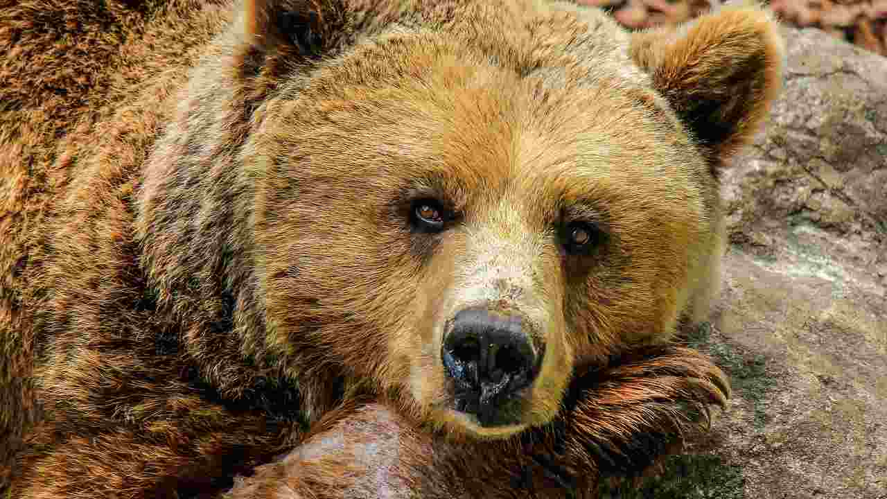 Marchio Bear Friendly a chi rispetta gli orsi