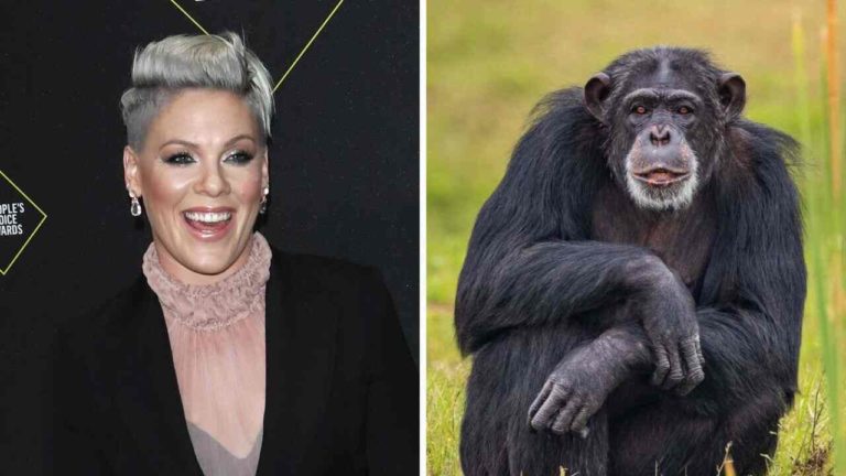 Pink acquista un’opera d’arte realizzata da scimpanzé: vale migliaia di dollari