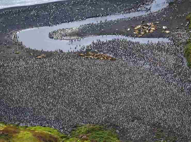Raduno di pinguini