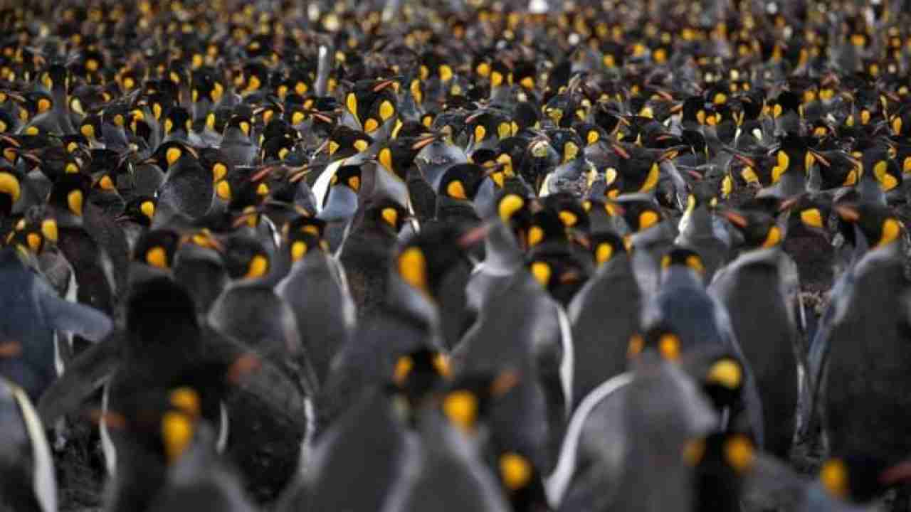 Raduno di milioni di pinguini nelle isole Crozet