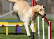 Cane che pratica sport: Agility Dog
